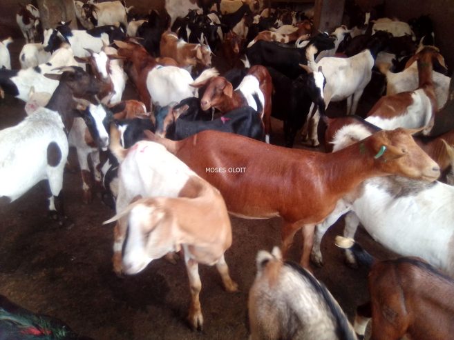 Local breeds of goats available for sale