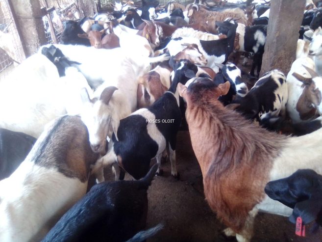 Exotic breeds of goats available for sal