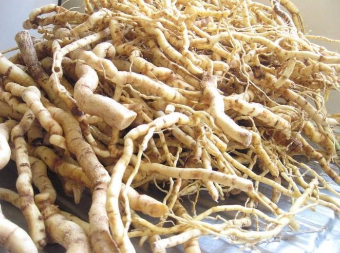 Mulondo roots herbal plant benefits