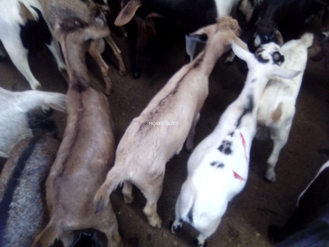 Exotic breeds of goats available for sal