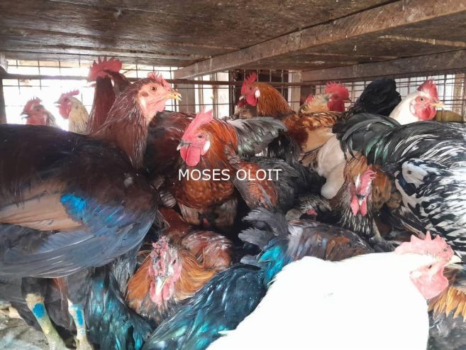 Local breeds of poultry available for sa