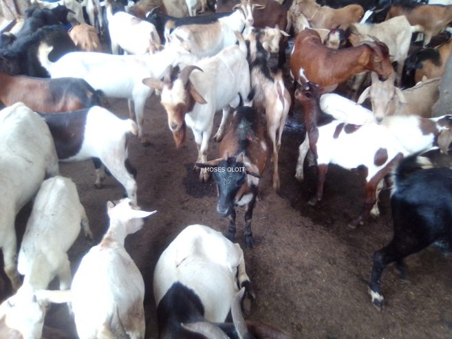 Local breeds of goats available for sale