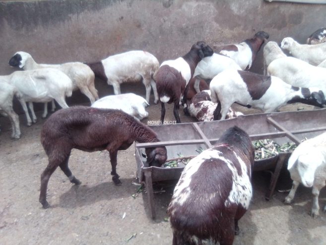 Local breeds of sheep available for sale