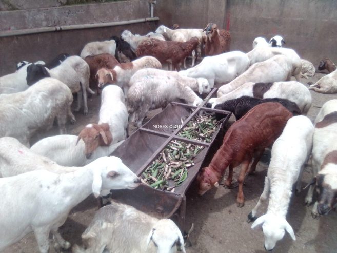 Local breeds of sheep available for sale