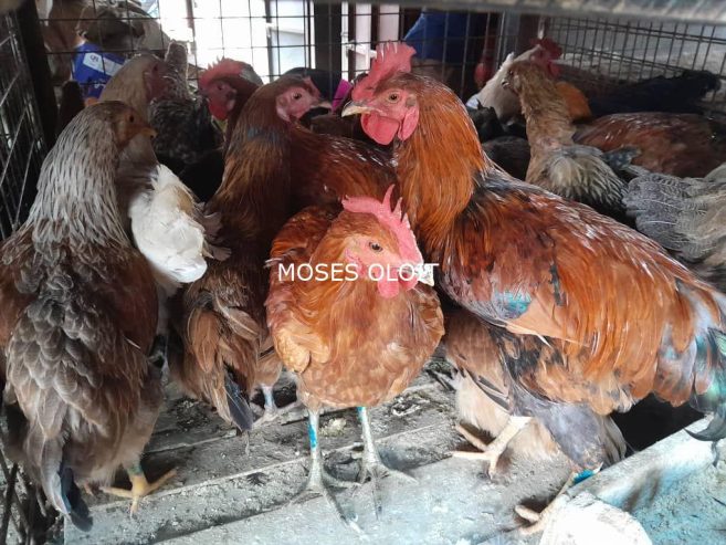 Local breeds of poultry available for sa