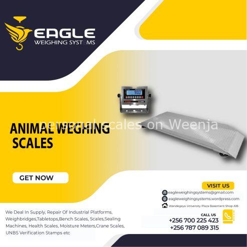 Cattle weighing scales in Uganda