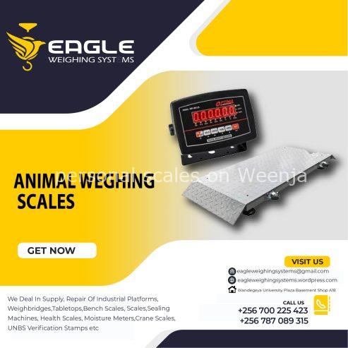 Animal floor cattle weighing scales in Uganda