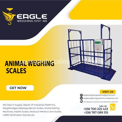 Full size livestock weighing scales in Uganda