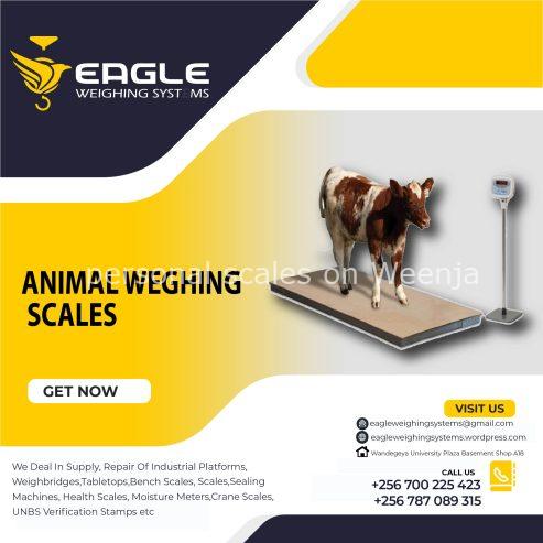 Animal floor cattle weighing scales in Uganda