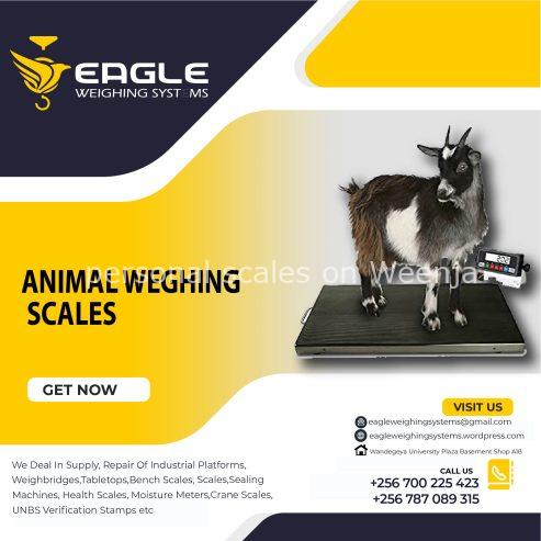 Goat weighing scales in Uganda +256 787089315