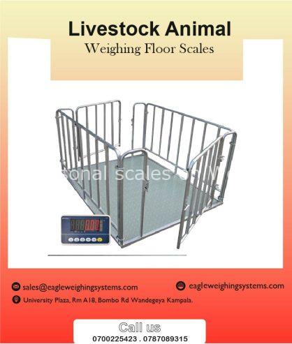 Livestock animal weighing scales in Uganda +256 787089315